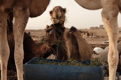 Camelids Week BFH-HAFL