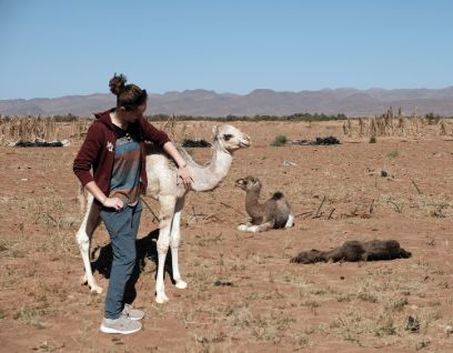 Camelids Week BFH-HAFL