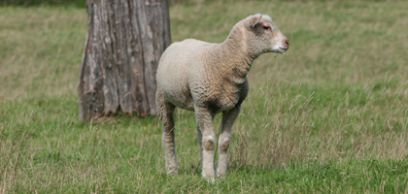 sheep