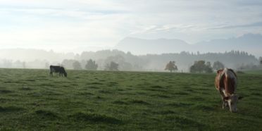 Weidesystem Kurzrasenweide auf dem Gutsbetrieben in Hohenrain